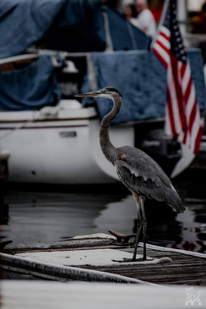 Great blue heron